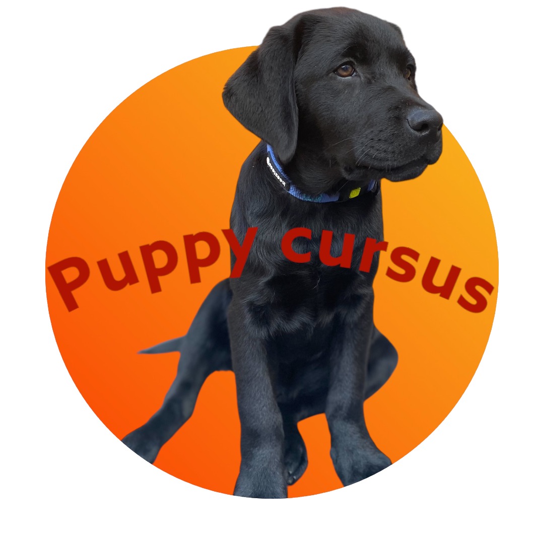 Puppy cursus online